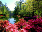 Callaway Gardens
