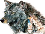 Indian wolf
