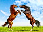 Fight Of Horses