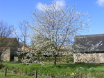 blossom tree by river