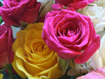 colorful roses