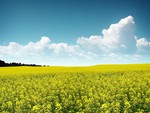 Yellow field