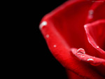 Raindrop on a red rose