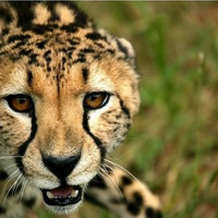 Cheetah Close