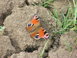 peacock butterfly having a rest