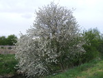 blossom tree