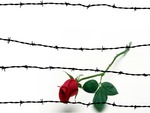 Barbed Wire and Rose