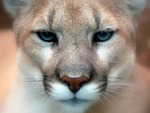 CLOSE UP OF COUGARS FACE
