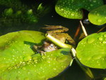 frog in our pond.