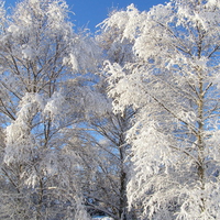 Frosted Trees