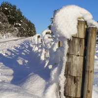 Snow blasted fence posts