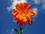 orange flower