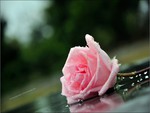 pink rose