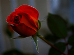 red rose