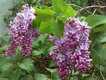 After the rain Lilacs