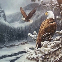 Winter eagles