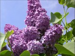 purple lilac