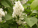 white lilac