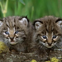 Clouded Leopard Twins