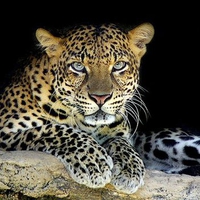 Leopard on black