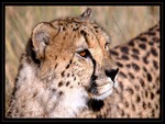 Cheetah2