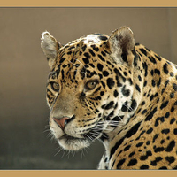 Leopard3