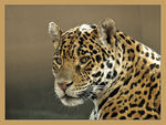 Leopard3