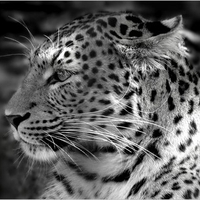 BW Leopard