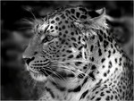 BW Leopard