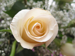 white rose