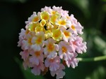 Lantana Flower