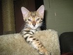 Bengal Kitten Jada