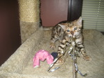 Bengal Kitten Jada