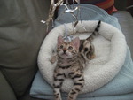 Bengal Kitten Jada
