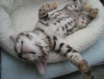 Bengal Kitten Jada