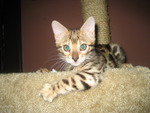 Bengal Kitten Jada