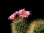 Cactus flower