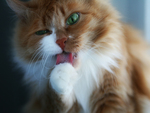 licking cat