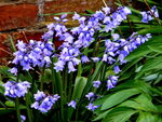 bluebells