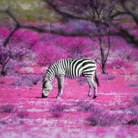 Zebra