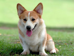 Pembroke Welsh Corgi