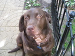 CHOCOLATE LAB