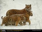 A Family Of Siberian Tigers