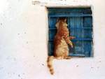 Cat In The Window