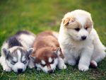 Cute Puppies