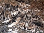Wolf With Cubs