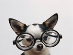 Smarty Dog