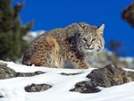 Bobcat