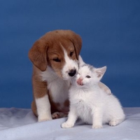 cute-puppy-and-kitten