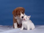 cute-puppy-and-kitten